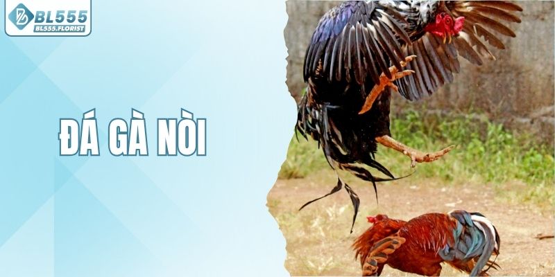 Đá Gà Nòi - Trải Nghiệm Sảnh Chọi Kê Kịch Tính Tại BL555