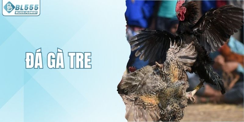 Đá Gà Tre BL555 - Cập Nhật Luật Thi Đấu Mới Nhất 2026