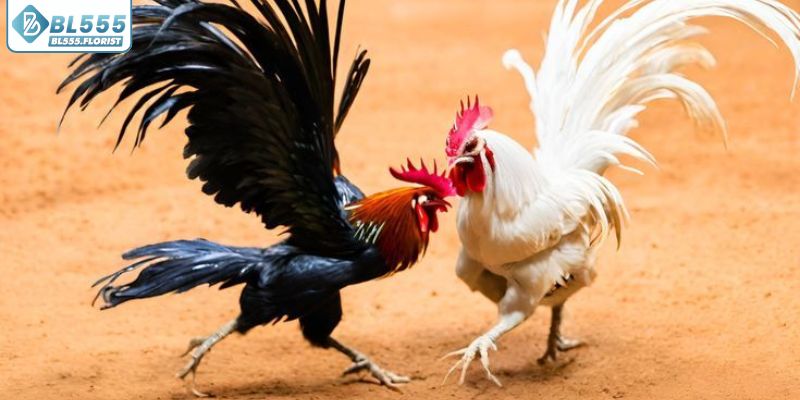 Gà nòi sở hữu dáng khỏe đầy uy lực