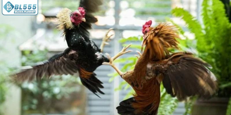 Kinh nghiệm đặt kèo đá gà tre hợp lý tại BL555